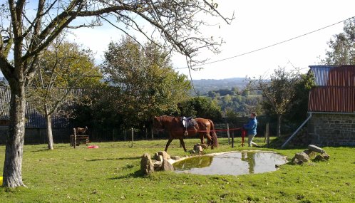 Breaking training young horse at home